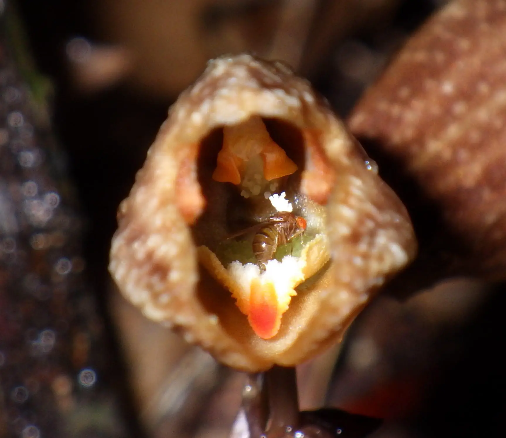The Mutualistic Relationship Between Gastrodia foetida and Its Pollinator